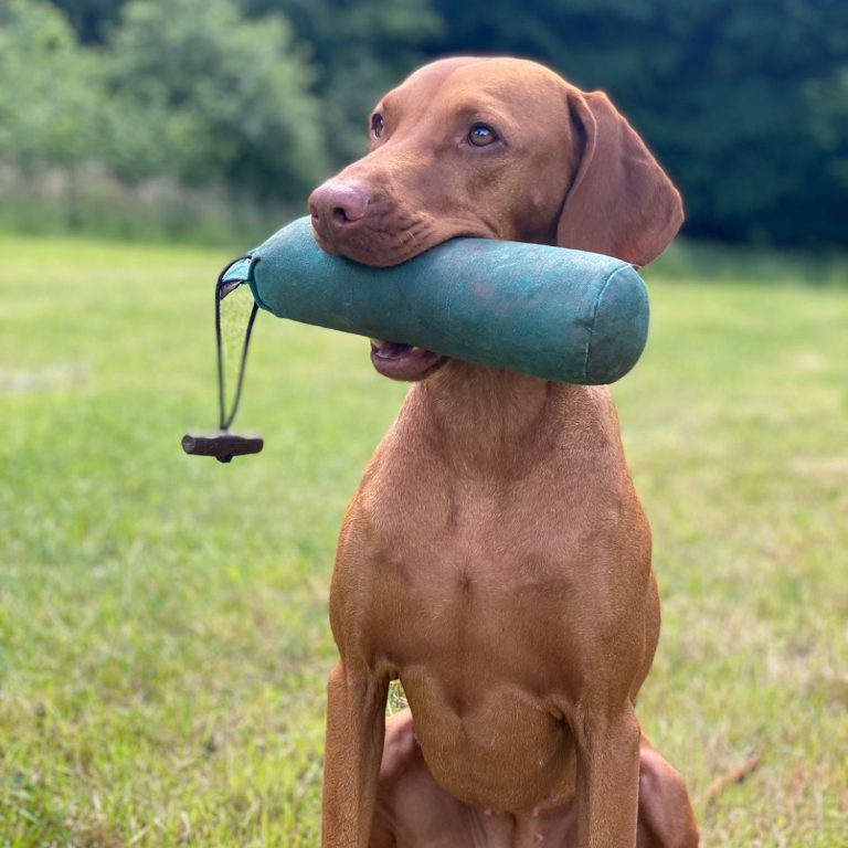 Hundetraining Dummyarbeit 